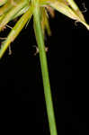 Bristly flatsedge